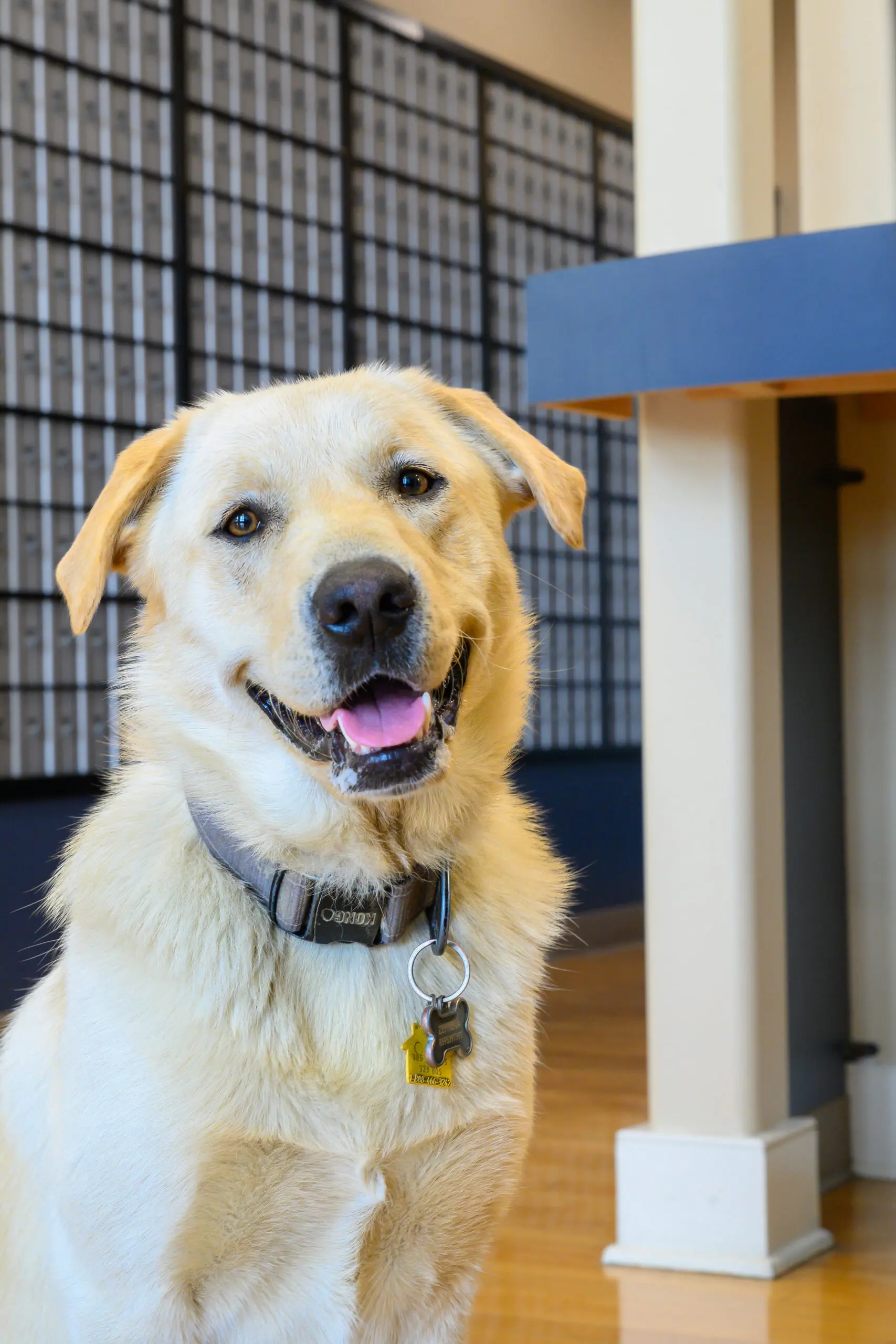 Zephena, Berea College post office dog