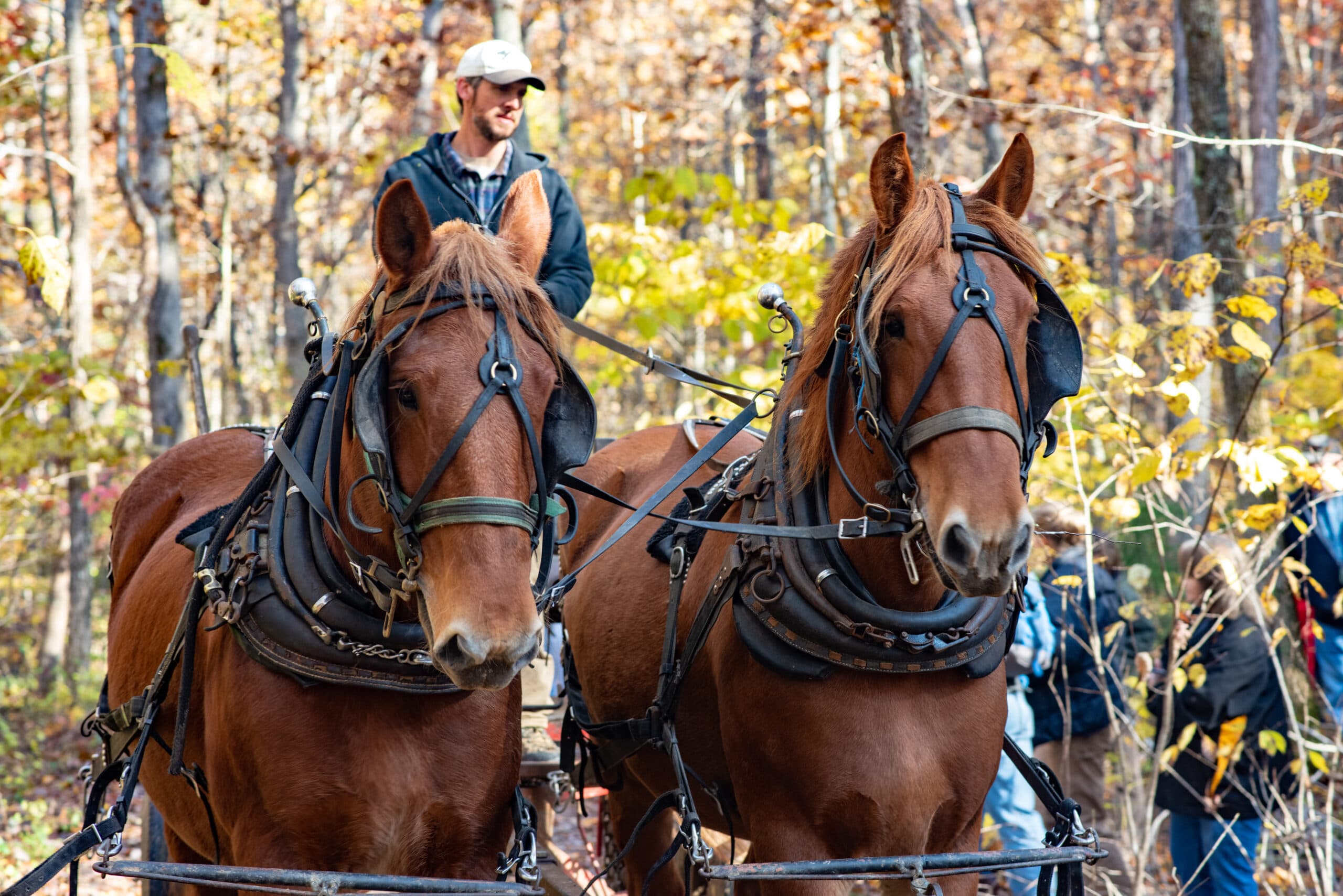 Horse logging in the Berea College forest.
