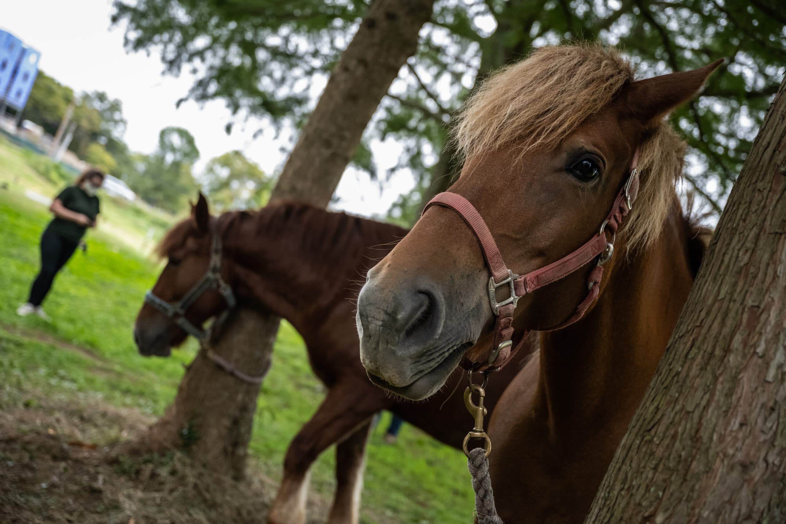 The Suffolk Punch horse