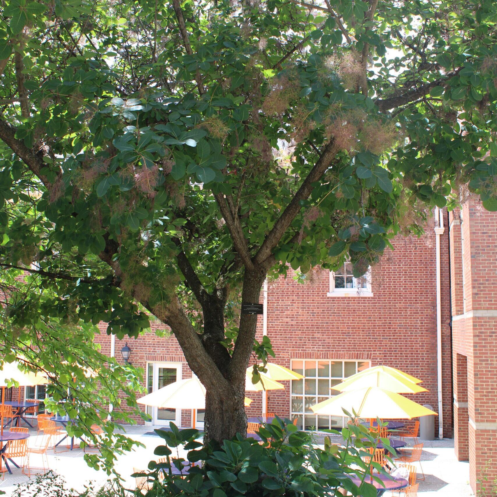 A single American Smoke (Cotinus obovatus) tree covered in dull, dark, green leaves.
