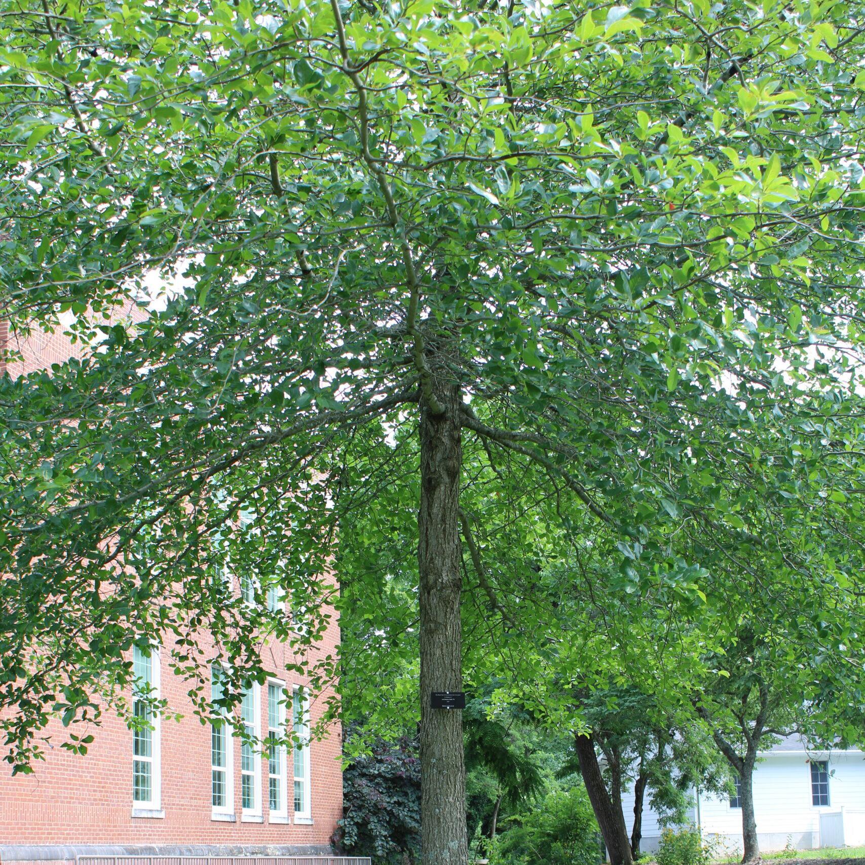 A single Black Gum (Nyssa sylvatica) tree covered in vibrant, green leaves.