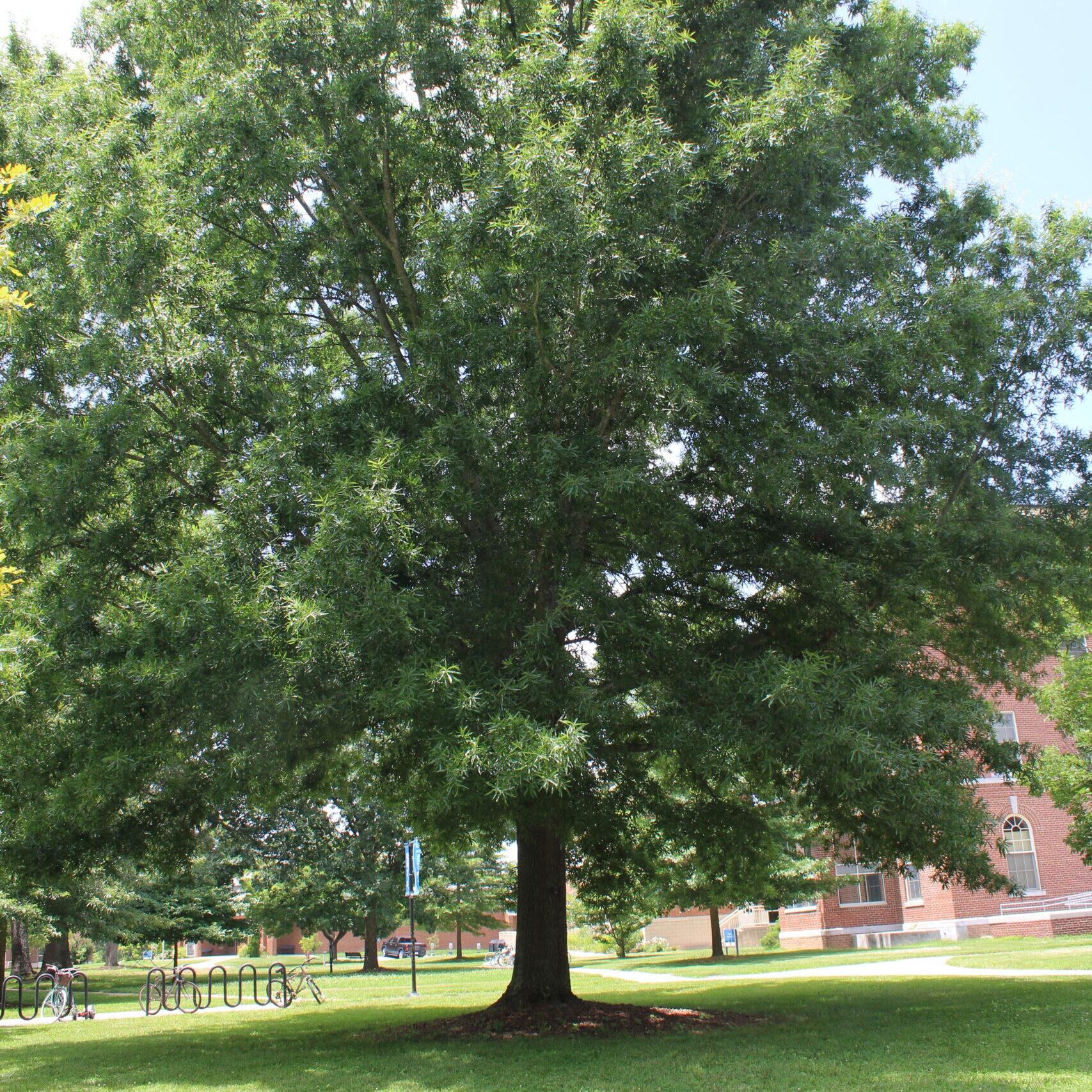 A single Willow Oak (Quercus phellos) tree covered in rich, green leaves.