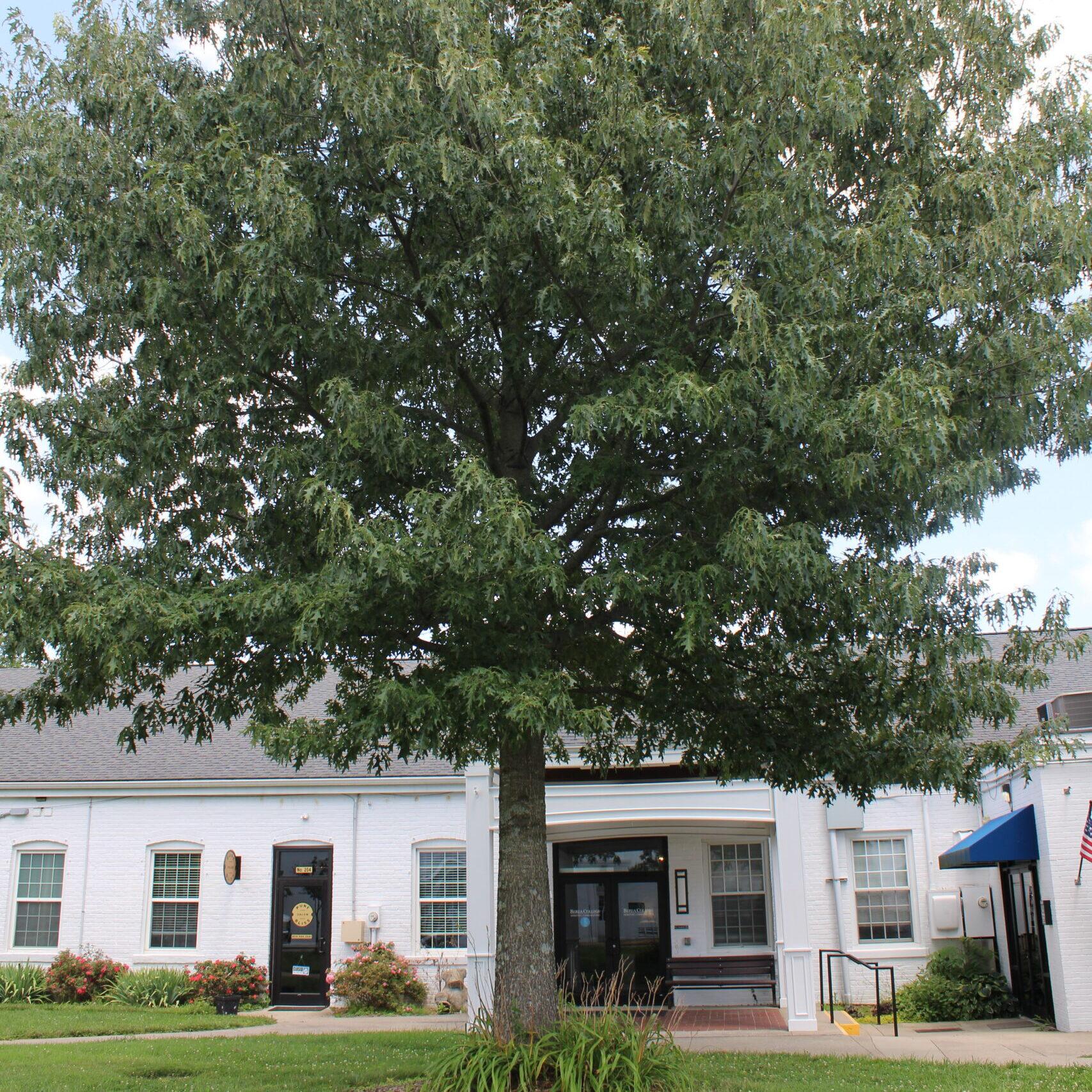 A single Northern Red Oak (Quercus rubra) tree covered in dark, green leaves.