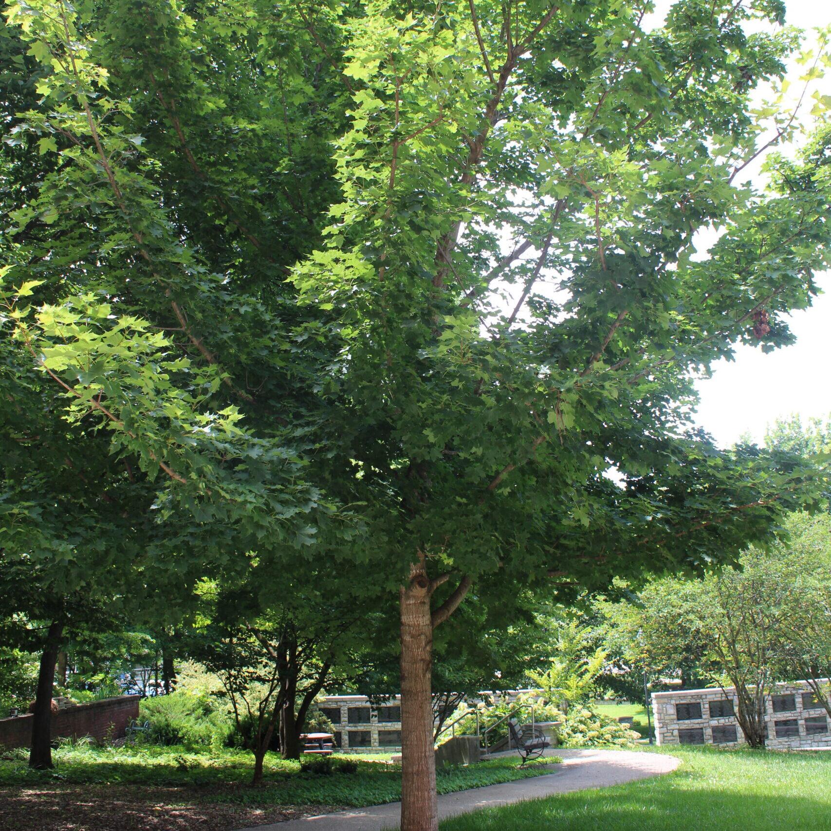A single Sugar Maple (Acer saccharum) tree covered in rich, green leaves.