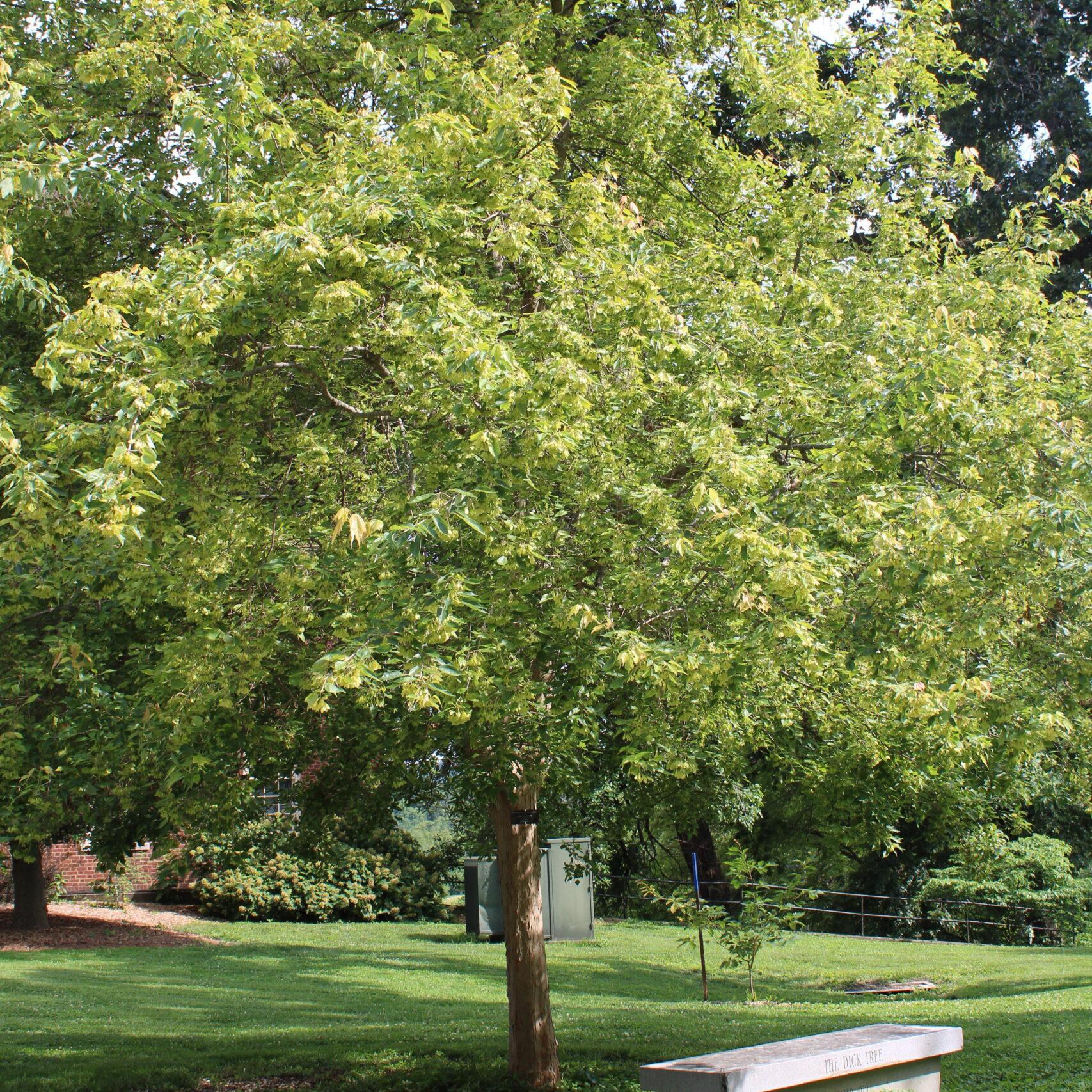 A single Trident Maple (Acer buergerianum) tree covered in bright, yellow-green leaves.