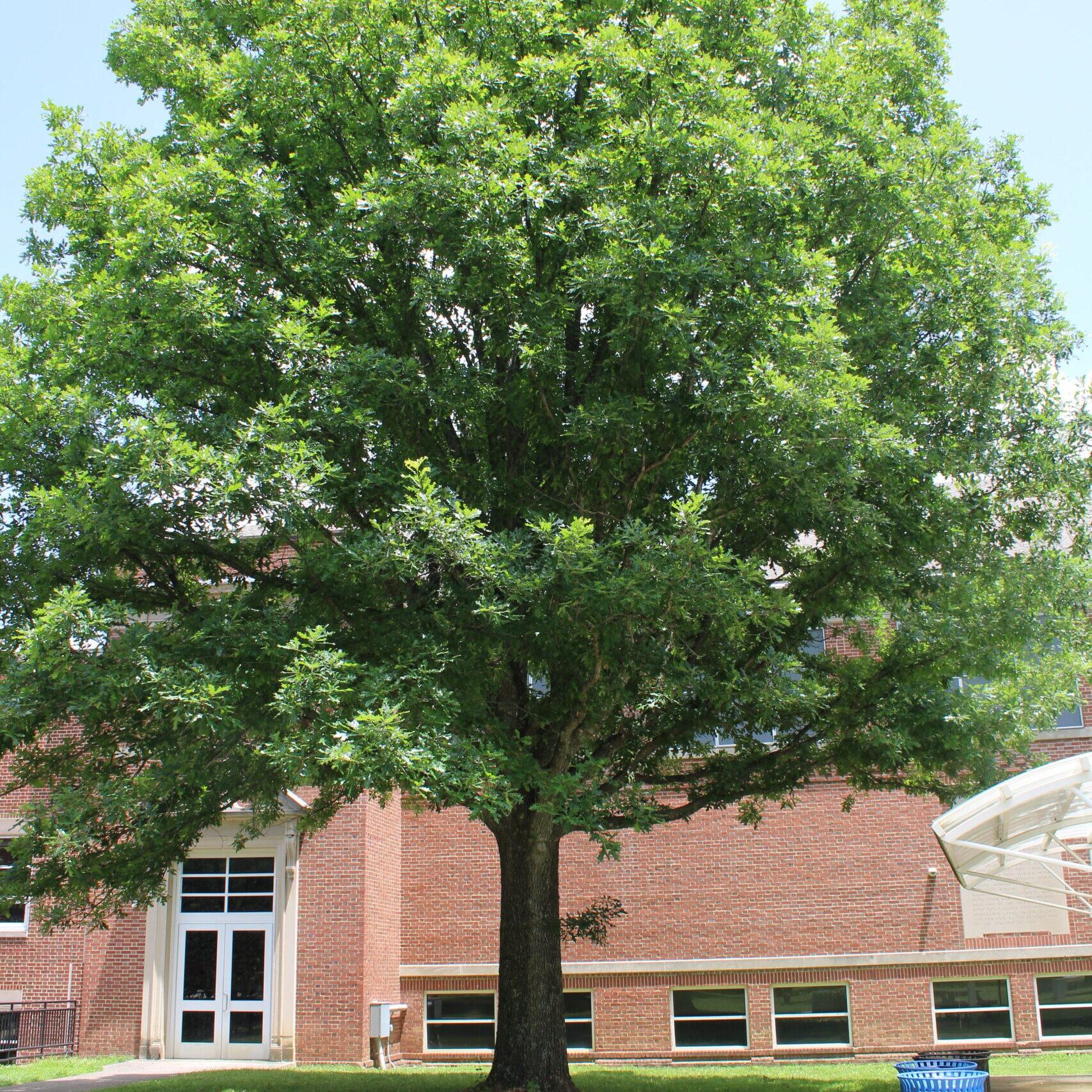 A single Overcup Oak (Quercus lyrata) tree covered in bright, green leaves.