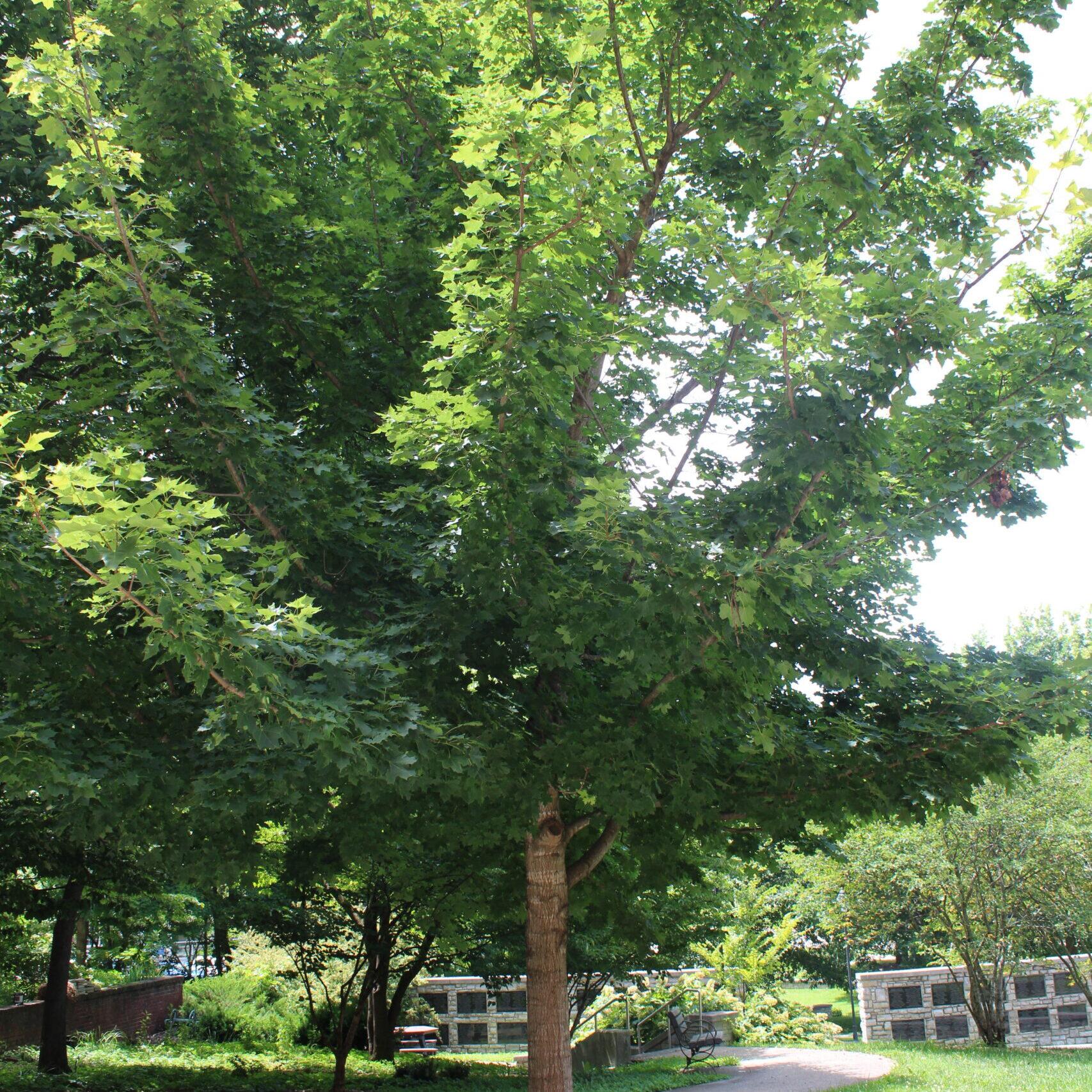 A single Kentucky Coffeetree (Gymnocladus dioicus) tree covered in green leaves.