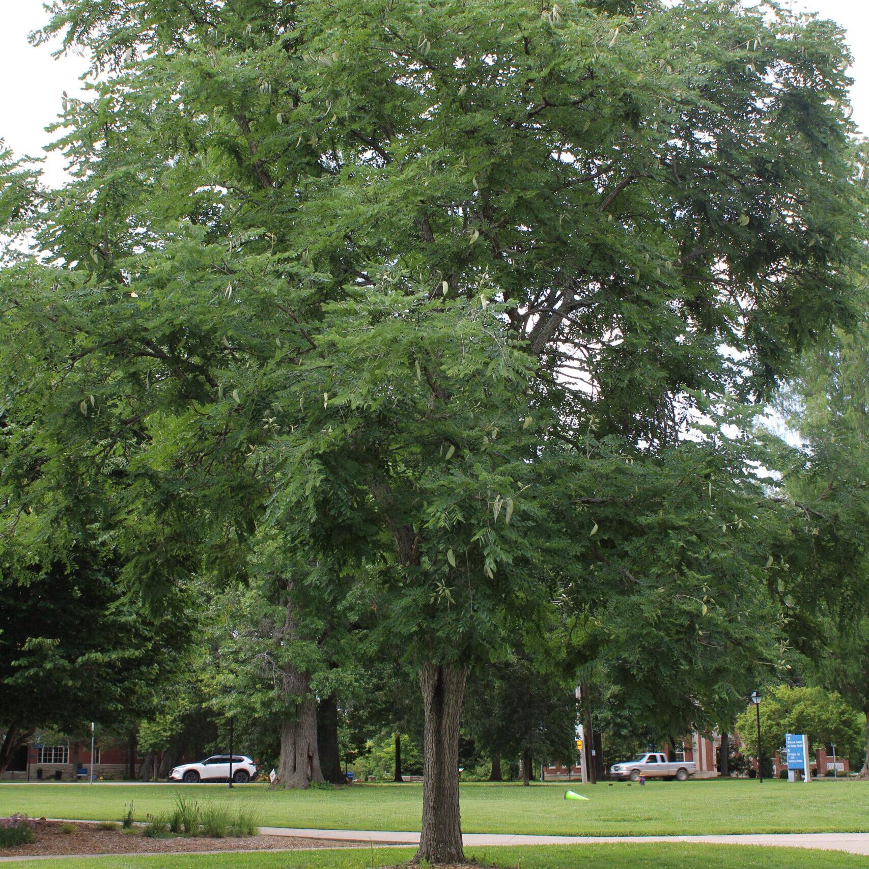 A single Swamp White Oak (Quercus bicolor) tree covered in green leaves.