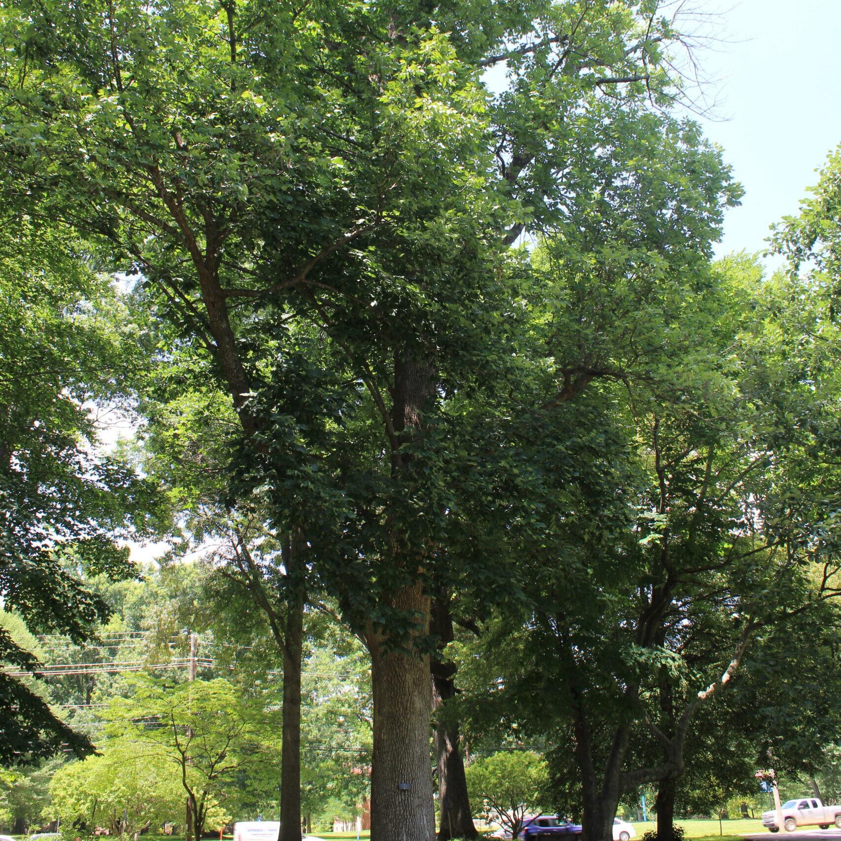 A single tall White Ash (Fraximus americana) tree covered in dark, green leaves.
