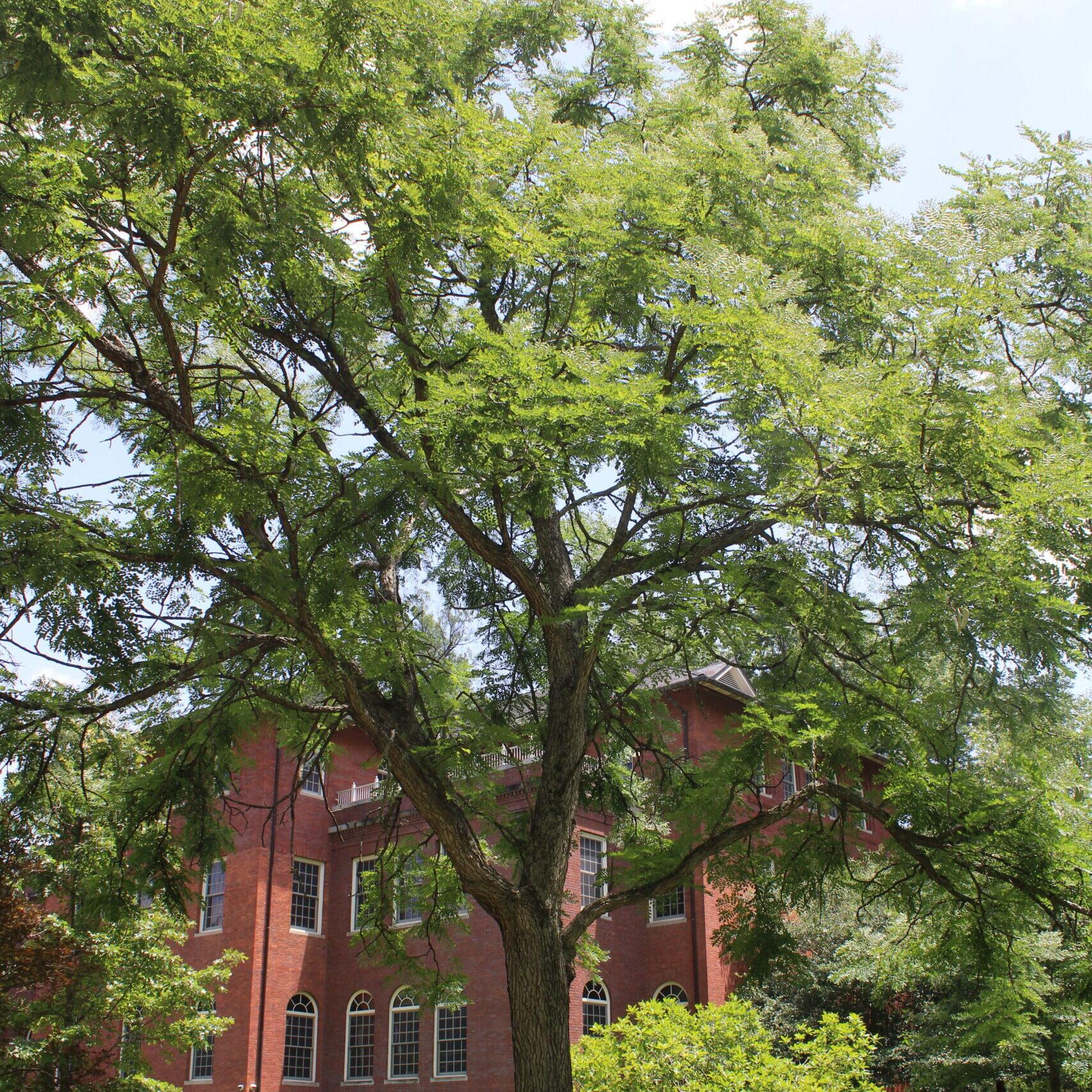 A single Kentucky Coffeetree(Gymnocladus dioicus) tree covered in bright, yellow-green leaves.