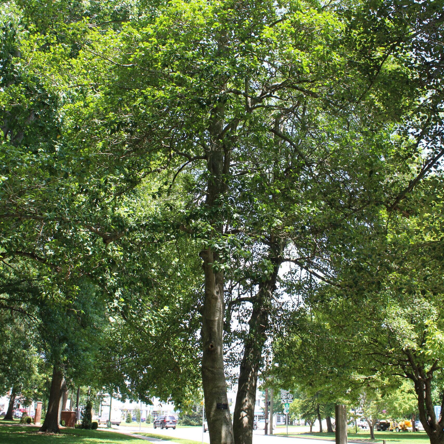 A single American Holly (Ilex opaca) tree covered in dark, green leaves.