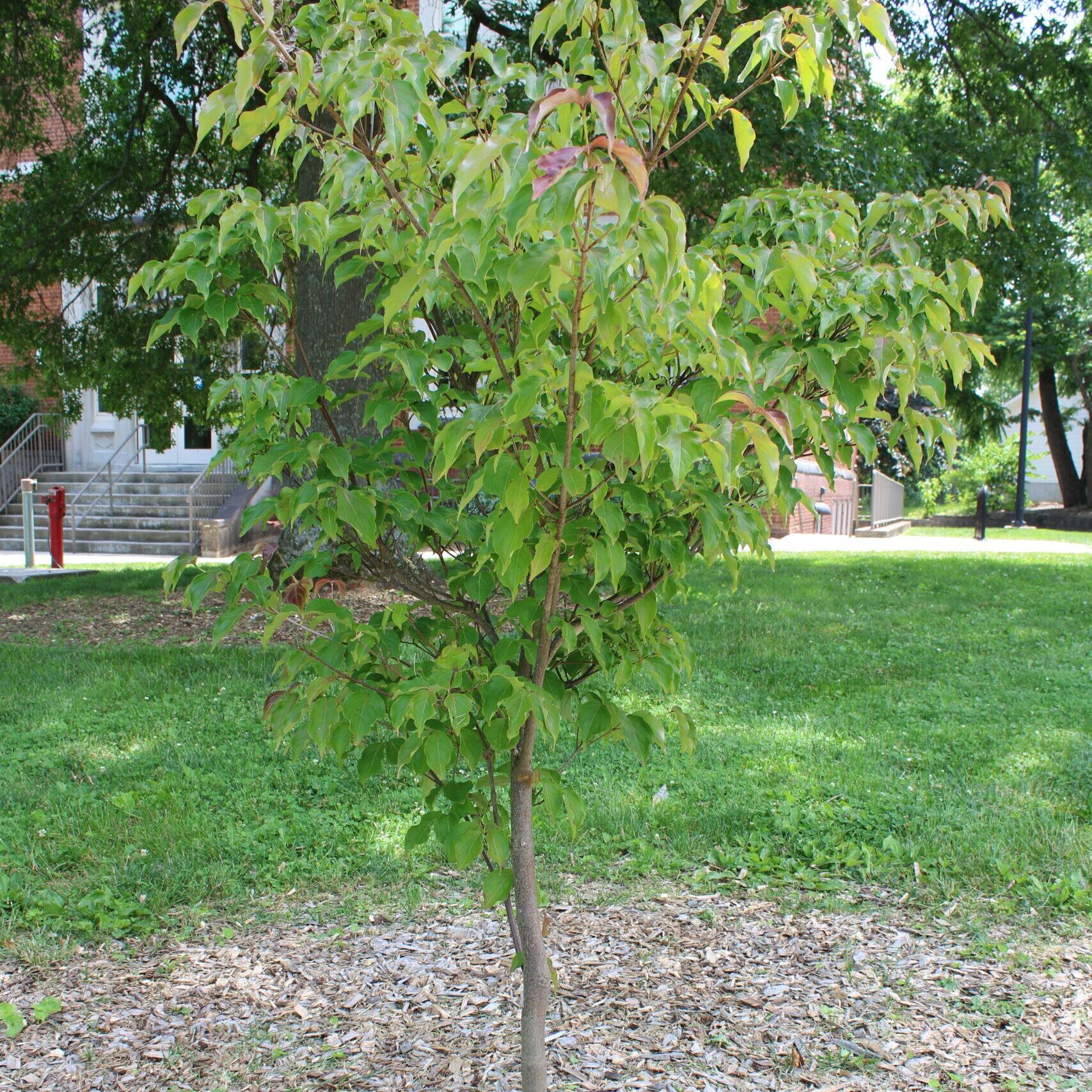 A single Flowering Dogwood (Cornus florida) tree covered in light green leaves.