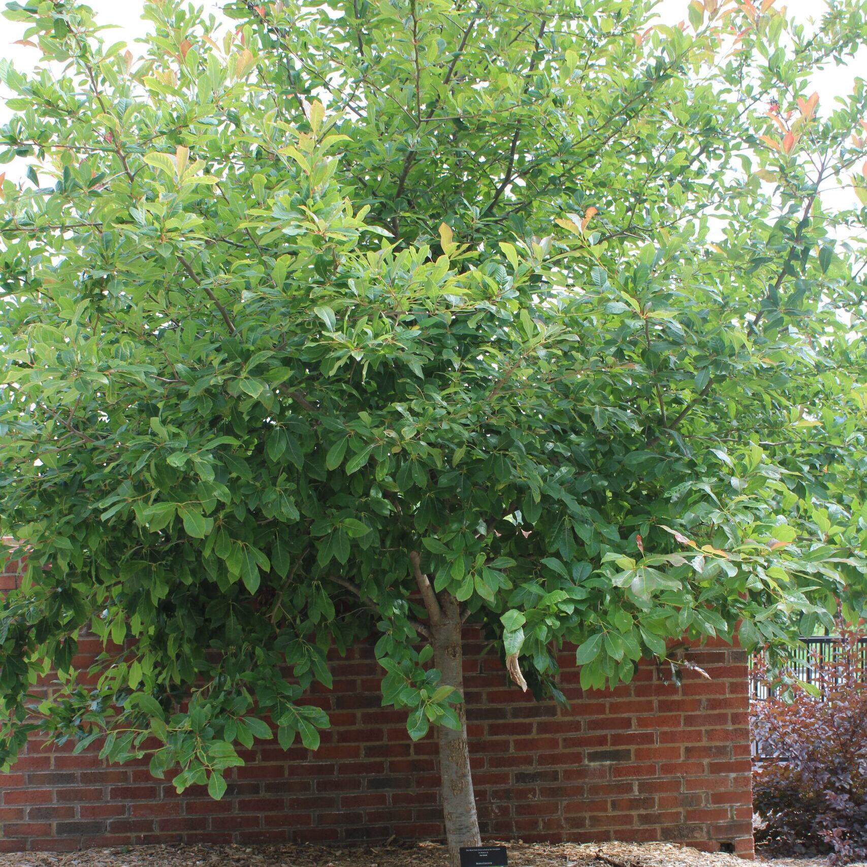 A single short Black Gum (Nyssa sylvatica) tree covered in pale, green leaves.