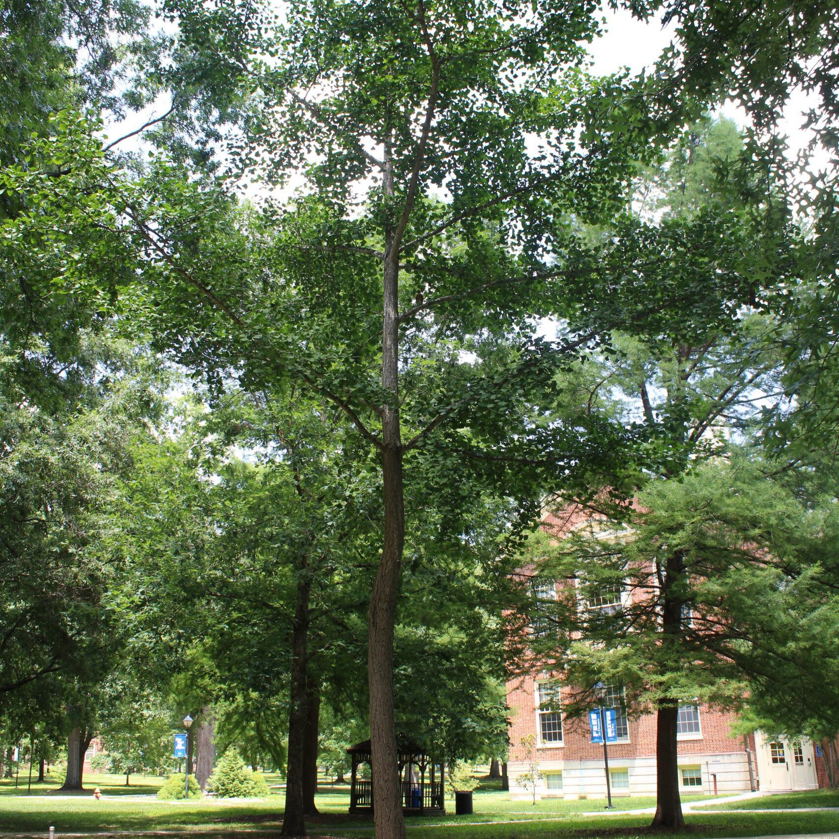 A single Ginkgo (Ginkgo biloba) tree covered in dark, green leaves.