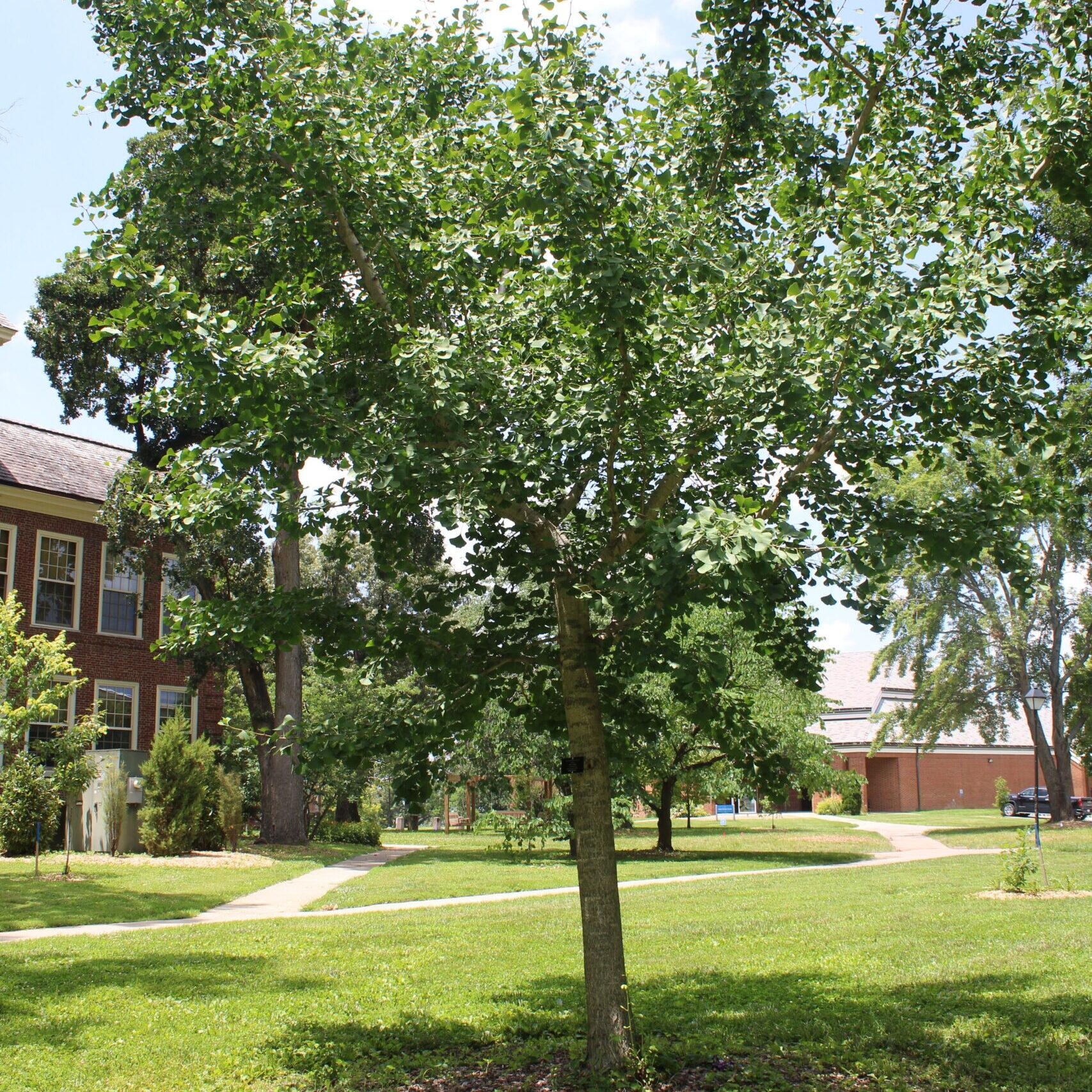 A single Ginkgo (Ginkgo biloba) tree covered in dark, green leaves.