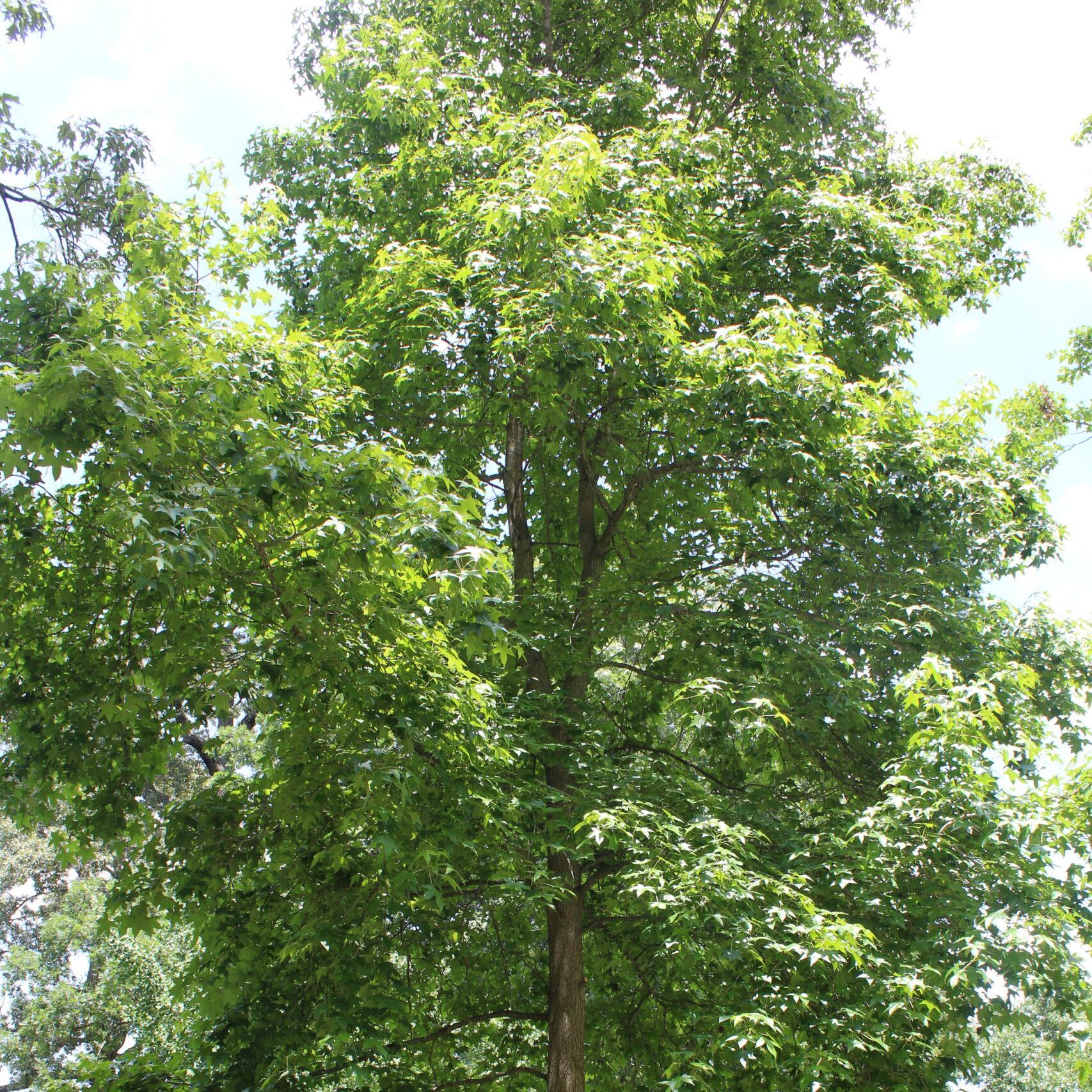 A single American Sweetgum (Liquidambar styraciflua) tree covered in bright, green leaves.