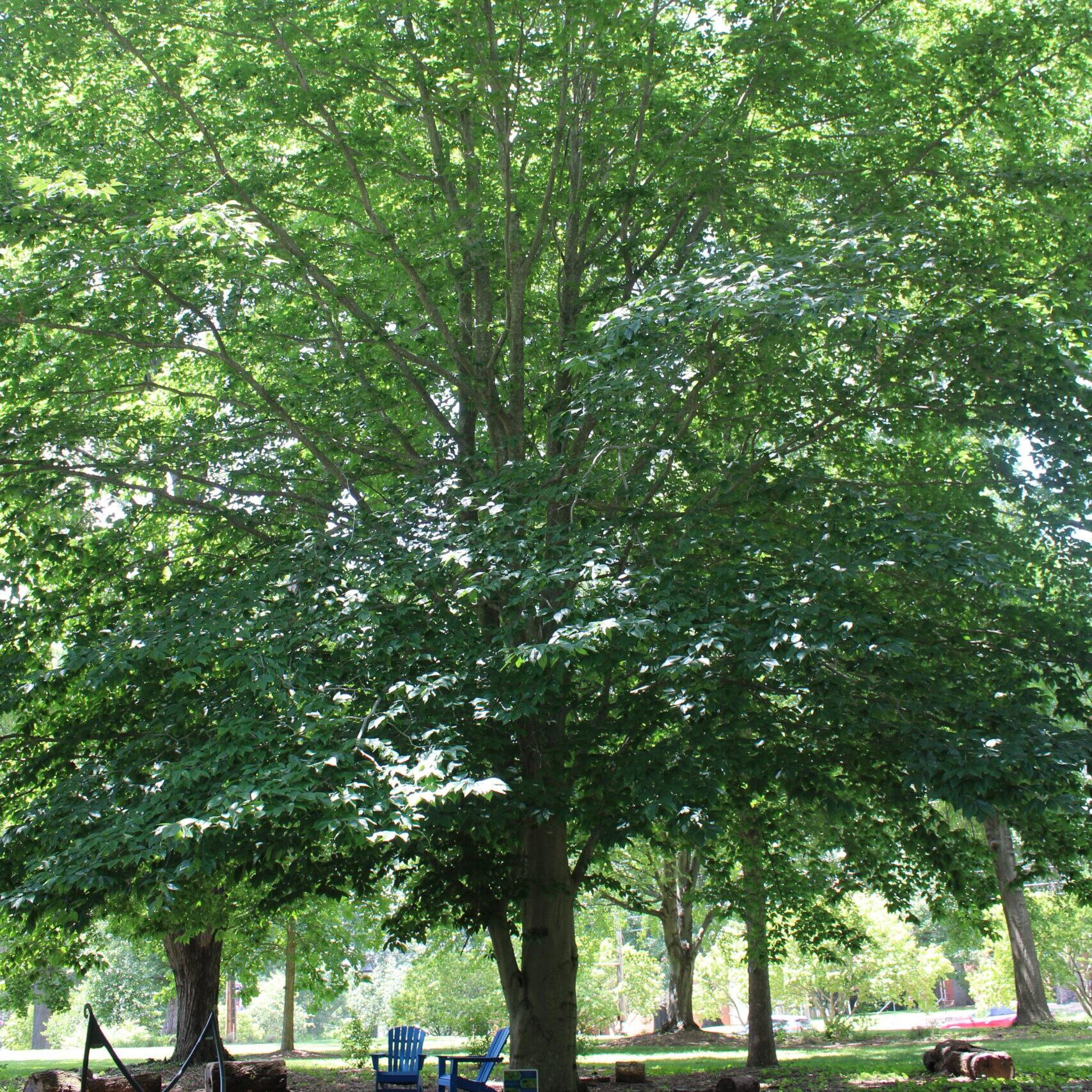 A single European Beech (Fagus sylvatica) tree covered in rich, green leaves.