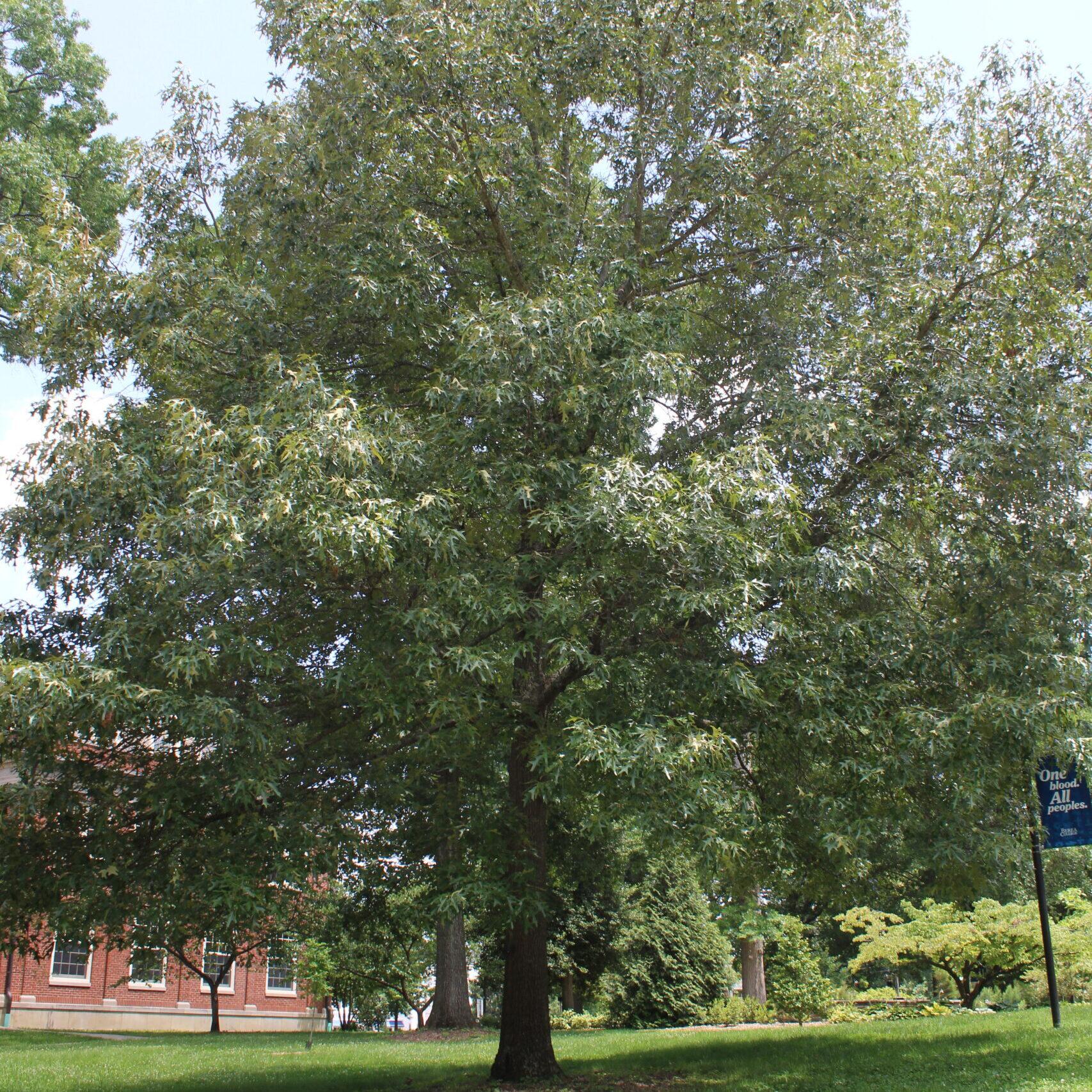 A single Southern Red Oak (Quercus falcata) tree covered in rich, green leaves.