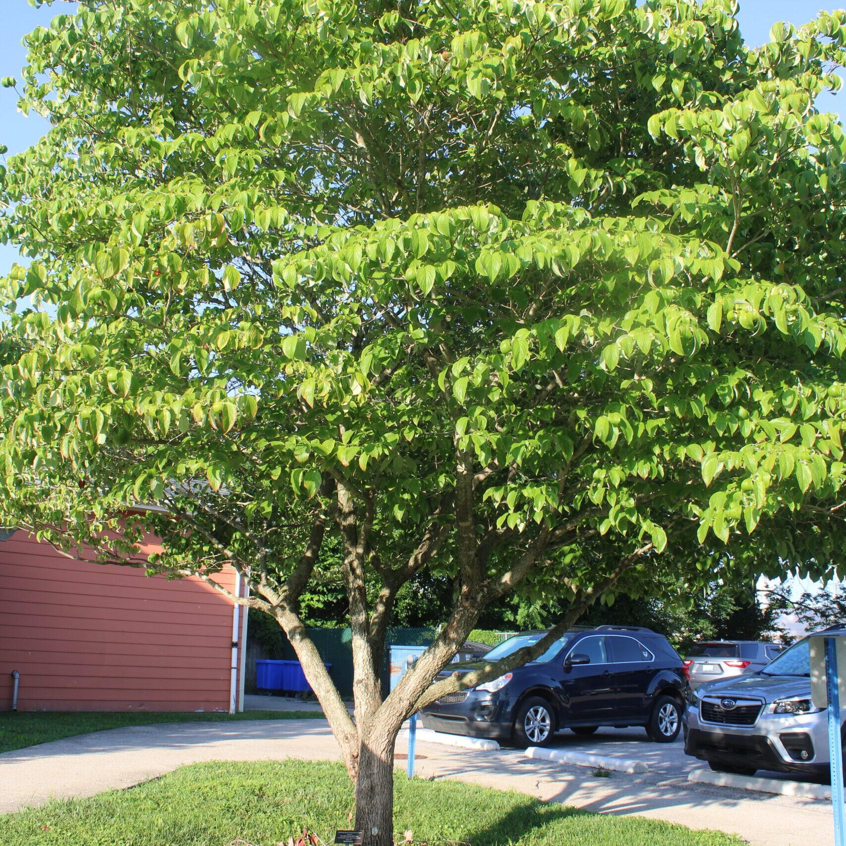 A single Flowering Dogwood (Cornus florida) tree covered in bright, green leaves.