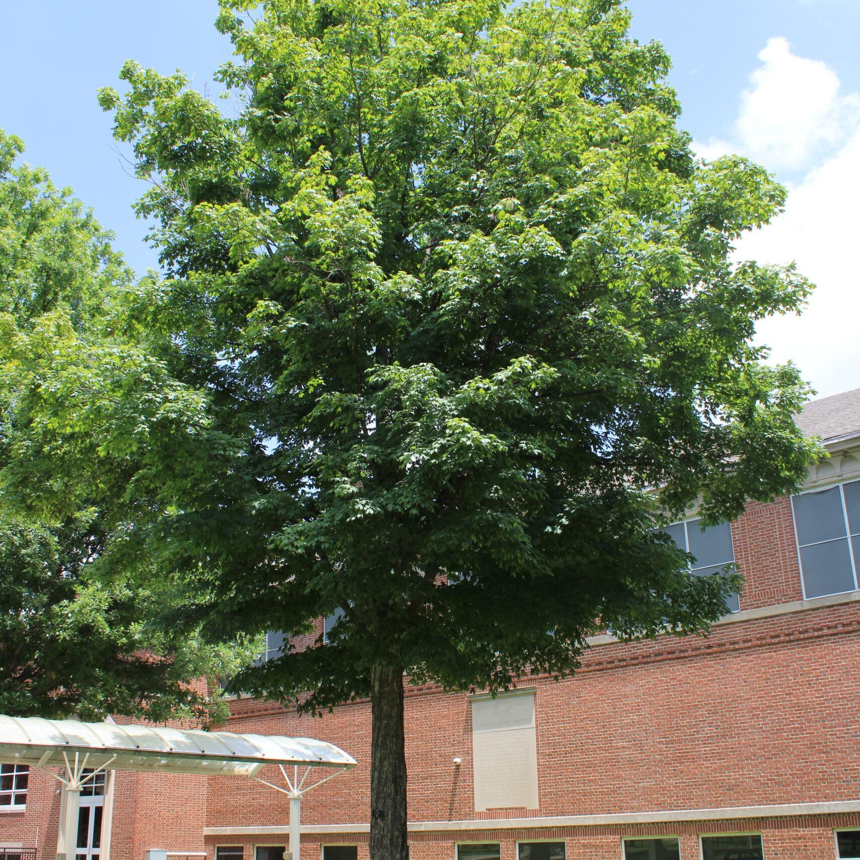 A single Sugar Maple (Acer saccharum) tree covered in rich, green leaves.