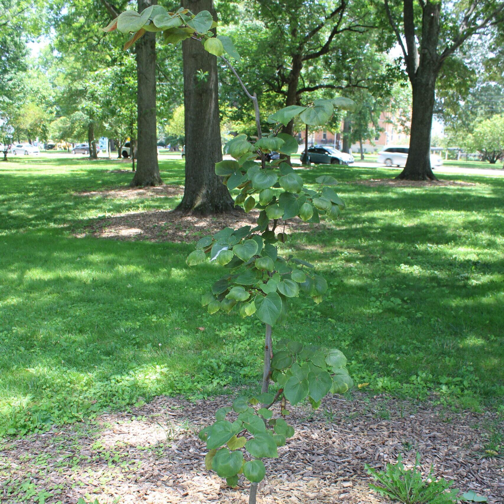 A single Eastern Redbud (Cercis canadensis) tree covered in dull, green leaves.