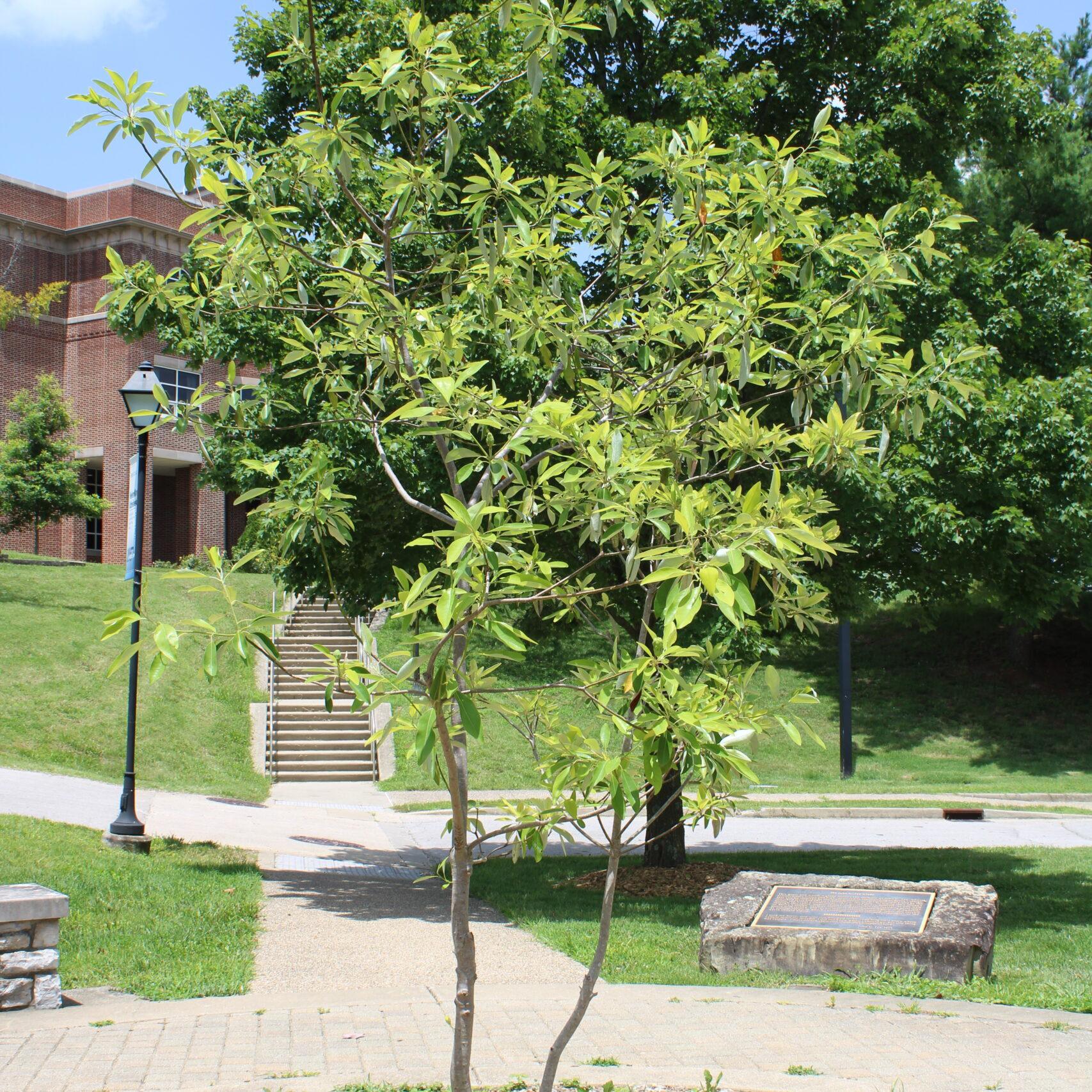 A single Sweetbay Magnolia (Magnolia viginiana) tree covered in bright, green leaves.