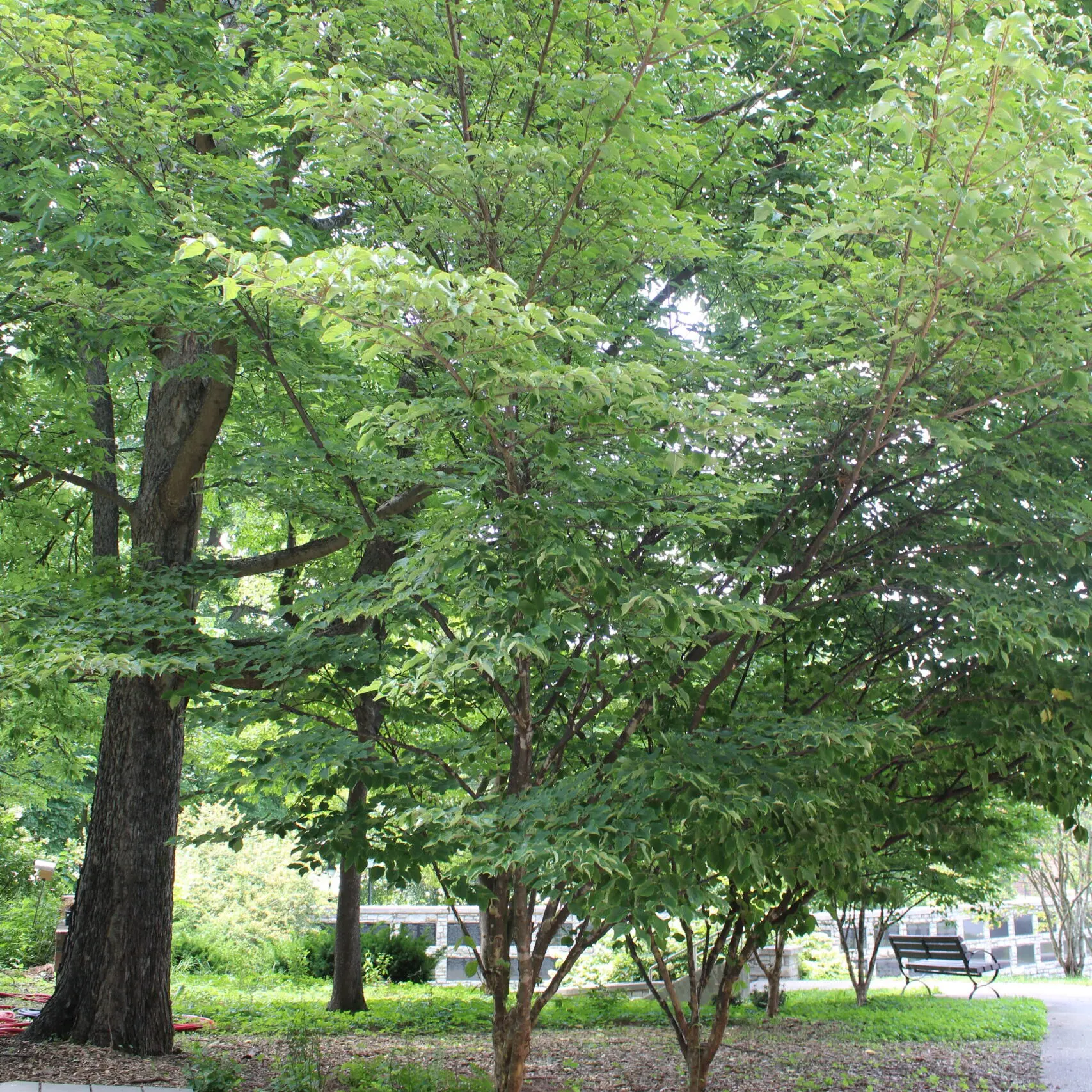 A single Kousa Dogwood (Cornus kousa) tree covered in bright, green leaves.