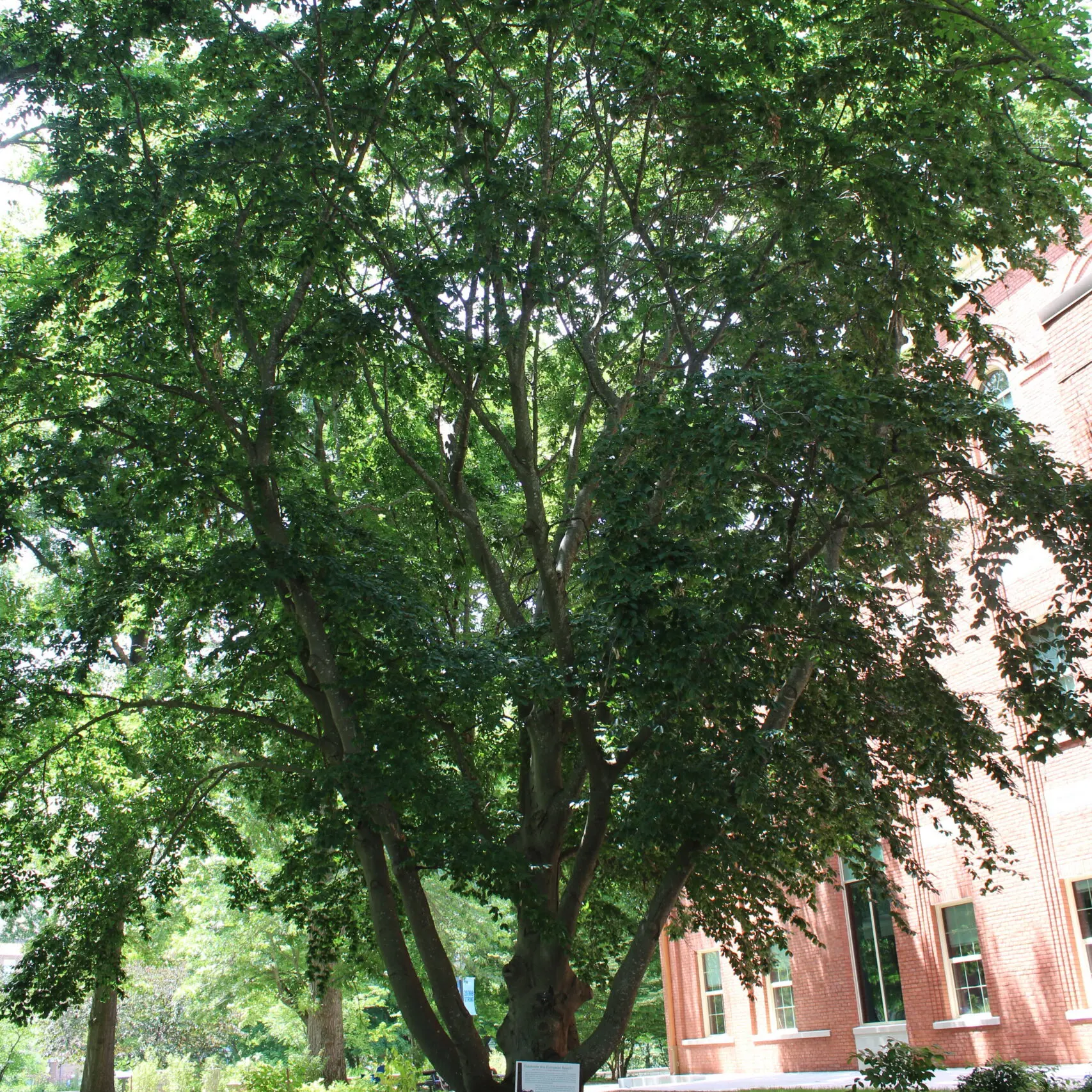 A single European Beech (Fagus sylvatica) tree covered in dark, green leaves.