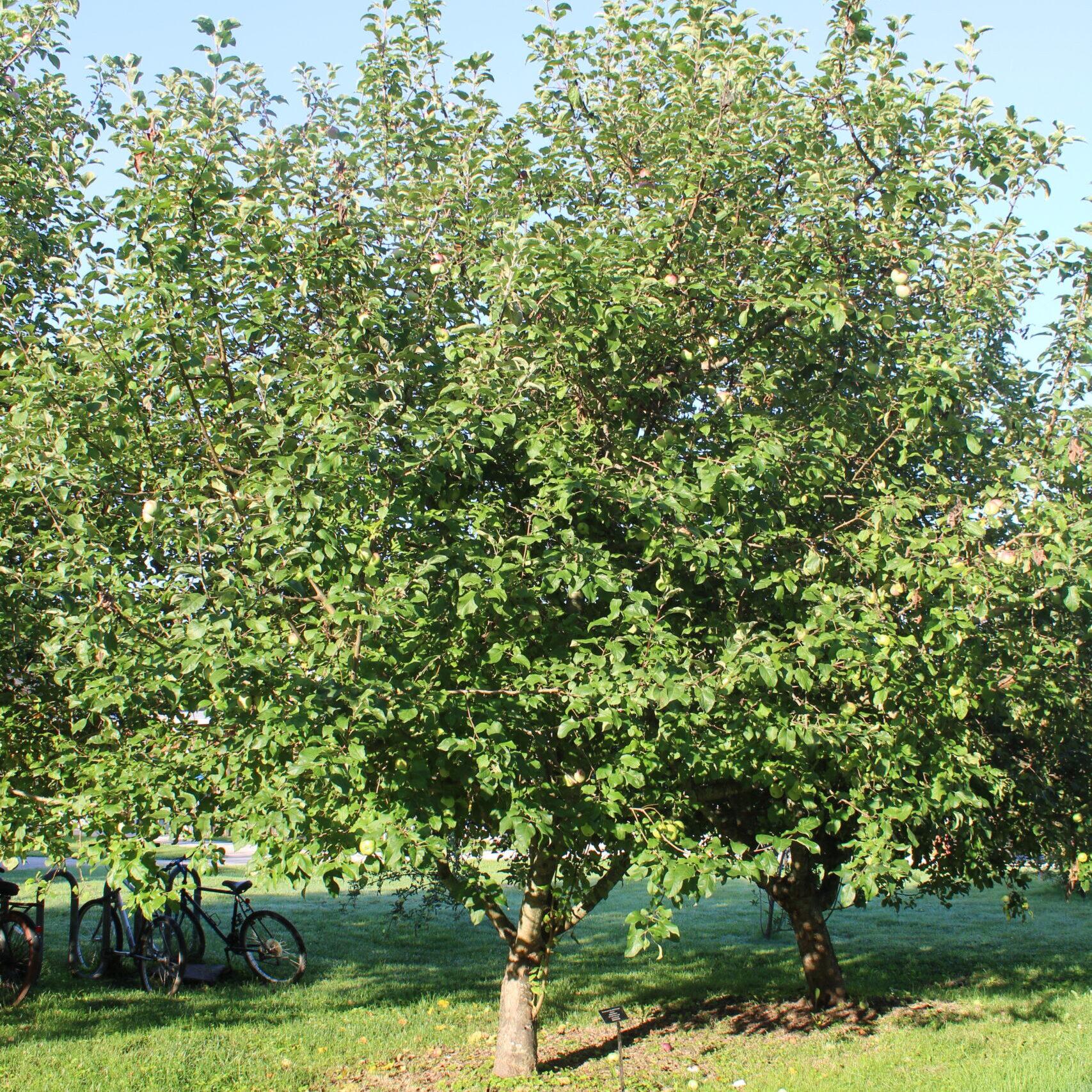 A single Common Apple (Malus pumila) tree covered in rich, green leaves.